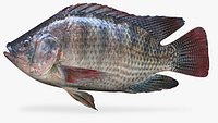 Rainforest Tilapia