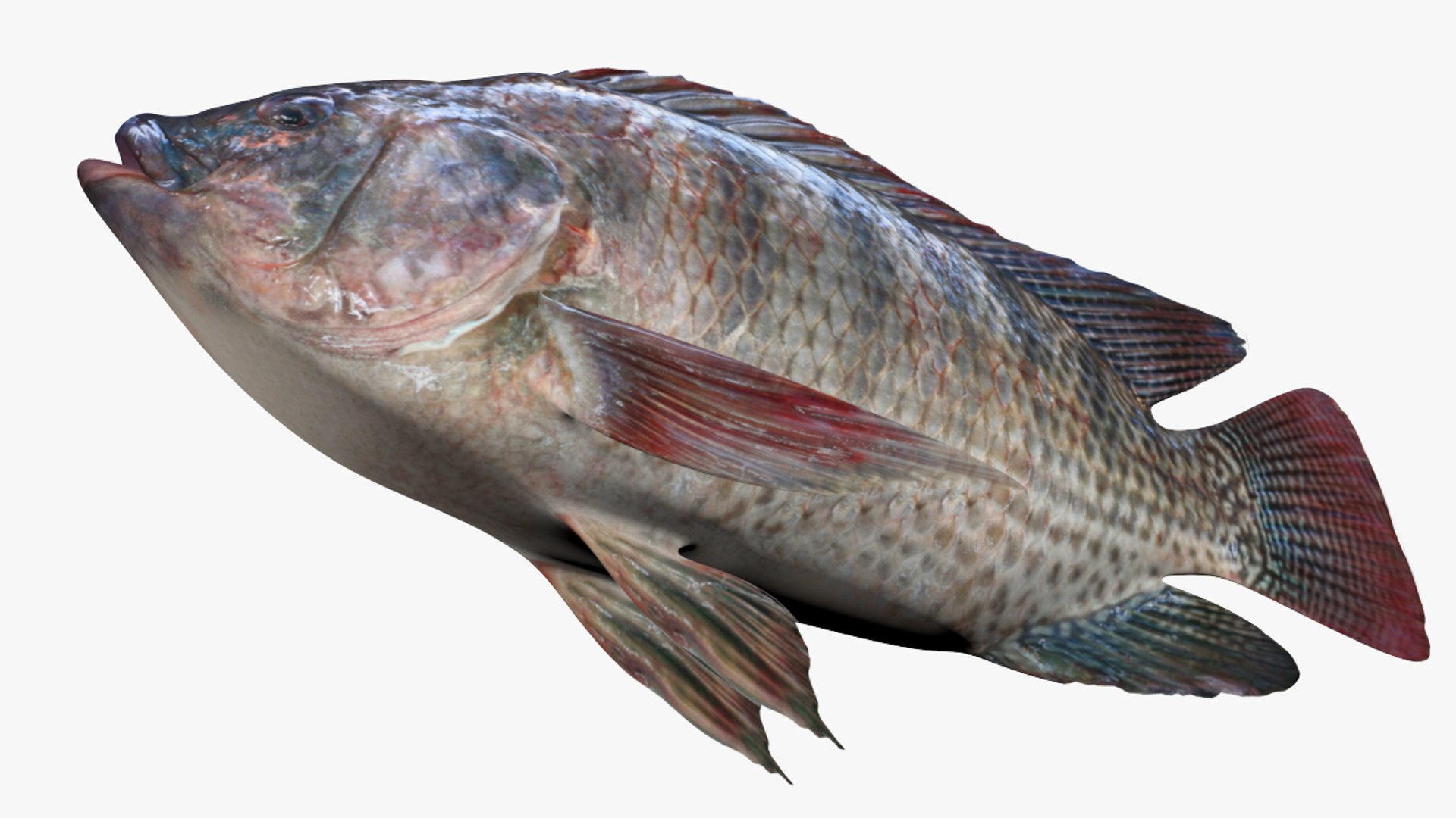 3D rainforest tilapia https://p.turbosquid.com/ts-thumb/RC/0qkgbW/OQqiSLIO/2/jpg/1537561790/1920x1080/fit_q87/caac900991e1e8723044b419828ec2cbbff86c3a/2.jpg