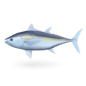 3d thunnus blackfin tuna model