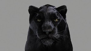 Panther-Animations