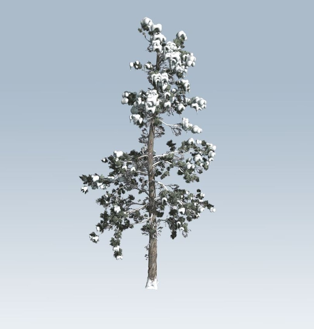 Tree winter pine model - TurboSquid 1367289