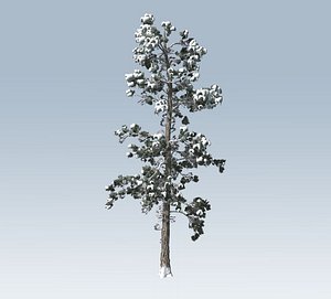 Pine winter tree