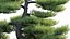 Pinus sylvestris - Scotch Pine - 01
