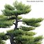 Pinus sylvestris - Scotch Pine - 01