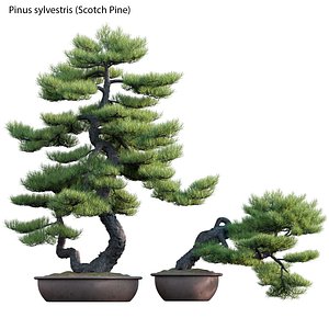 Pinus sylvestris - Scotch Pine - 01
