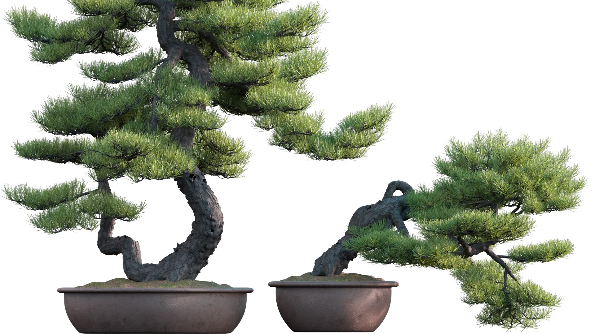 Pinus sylvestris - Scotch Pine - 01 3D model https://p.turbosquid.com/ts-thumb/RC/D8VMAu/a9/3dtree_scotchpine_v1_prv_04/jpg/1660642509/1920x1080/fit_q87/cd02178d15acb1198c329fd6b435aa758d7480eb/3dtree_scotchpine_v1_prv_04.jpg