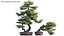 Pinus sylvestris - Scotch Pine - 01