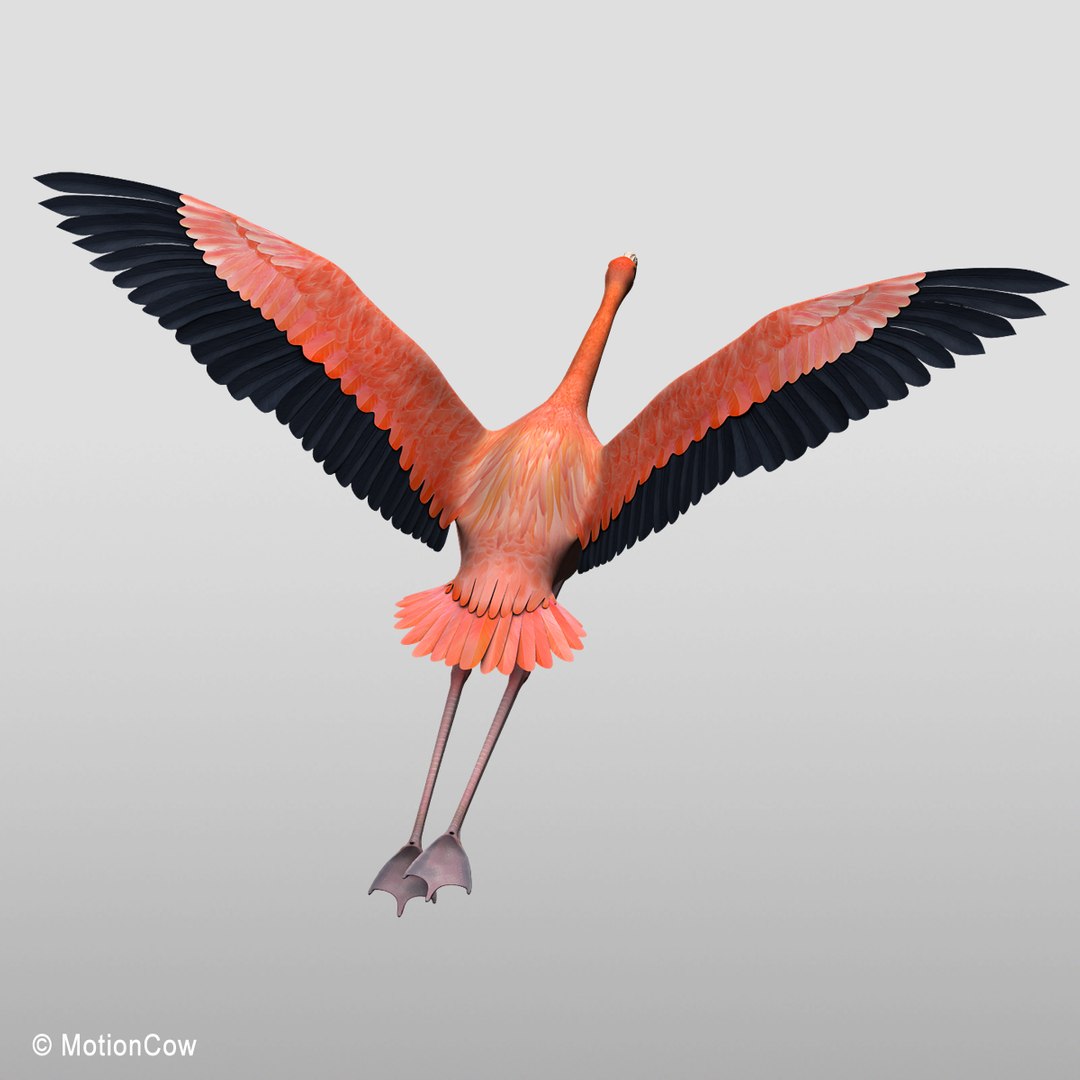 3d model realistic flying flamingo https://p.turbosquid.com/ts-thumb/RC/JFS2mv/BLgbeCR4/flamingo_g/jpg/1312280285/1920x1080/fit_q87/66737caef5d6e398965f6a1d6558ba8724fcc25d/flamingo_g.jpg