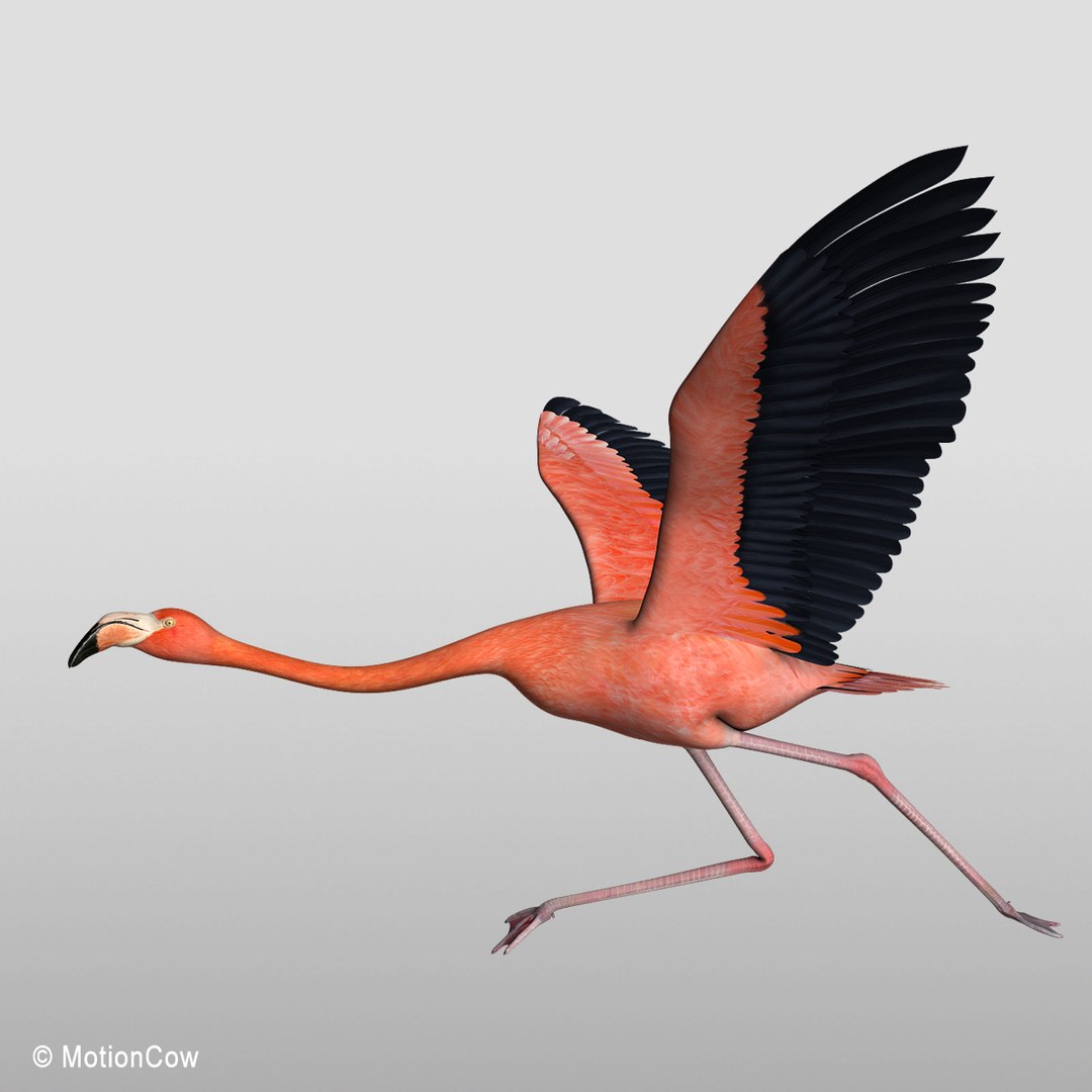 3d model realistic flying flamingo https://p.turbosquid.com/ts-thumb/RC/JFS2mv/DQGxIhBW/flamingo_f/jpg/1312280285/1920x1080/fit_q87/c6db2e37aa25161449e5ec98cf42390e08861ab9/flamingo_f.jpg