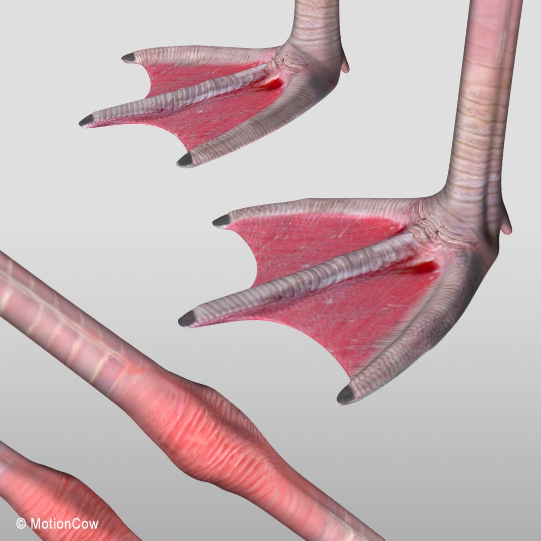 3d model realistic flying flamingo https://p.turbosquid.com/ts-thumb/RC/JFS2mv/FZY2iFHm/flamingo_i/jpg/1312280285/1920x1080/fit_q87/868cc4d37fdd57a206a0aad696ef594dd97e061c/flamingo_i.jpg