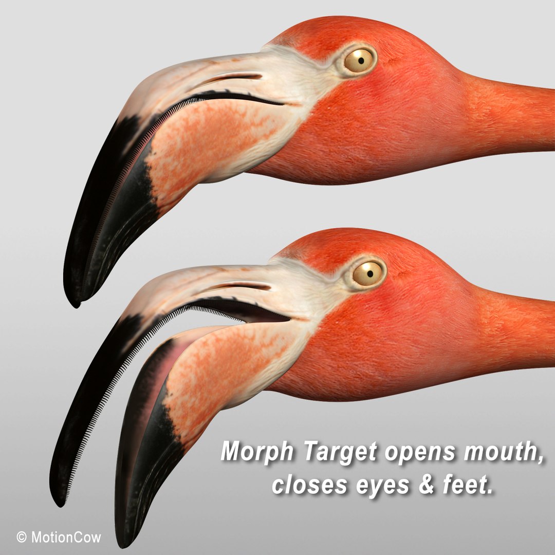 3d model realistic flying flamingo https://p.turbosquid.com/ts-thumb/RC/JFS2mv/I9v9Bt7Q/flamingo_h/jpg/1312280285/1920x1080/fit_q87/e9c9cb15760db36653a65862c759d537e5f2aec7/flamingo_h.jpg