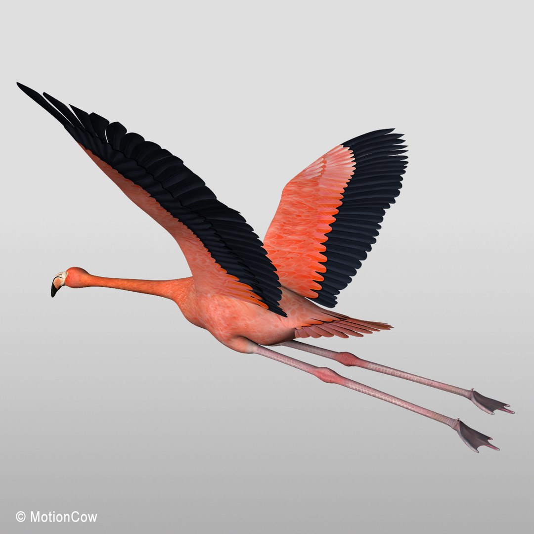 3d model realistic flying flamingo https://p.turbosquid.com/ts-thumb/RC/JFS2mv/QAIGQWWr/flamingo_c/jpg/1312280285/1920x1080/fit_q87/9ead34087b33f94ea7bcc70aea9a7dcd4c29ea9c/flamingo_c.jpg