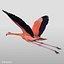 3d model realistic flying flamingo