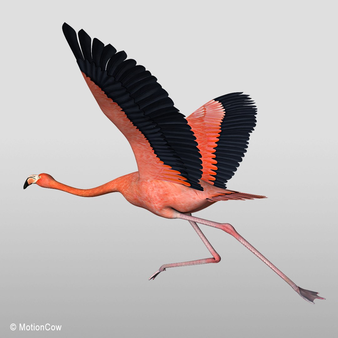 3d model realistic flying flamingo https://p.turbosquid.com/ts-thumb/RC/JFS2mv/SV9Z3cKd/flamingo_e/jpg/1312280285/1920x1080/fit_q87/0274251c2439817a3ea9e3febdaa41e3c1ff3856/flamingo_e.jpg