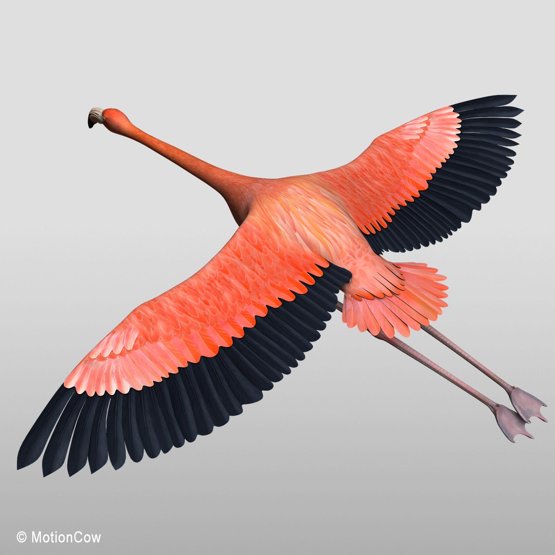 flamingo bird flying