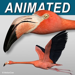Flamingo - Flight