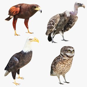 Raptors Colleciton 4 in 1 3D model