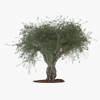 Big Ornamental Olive Tree