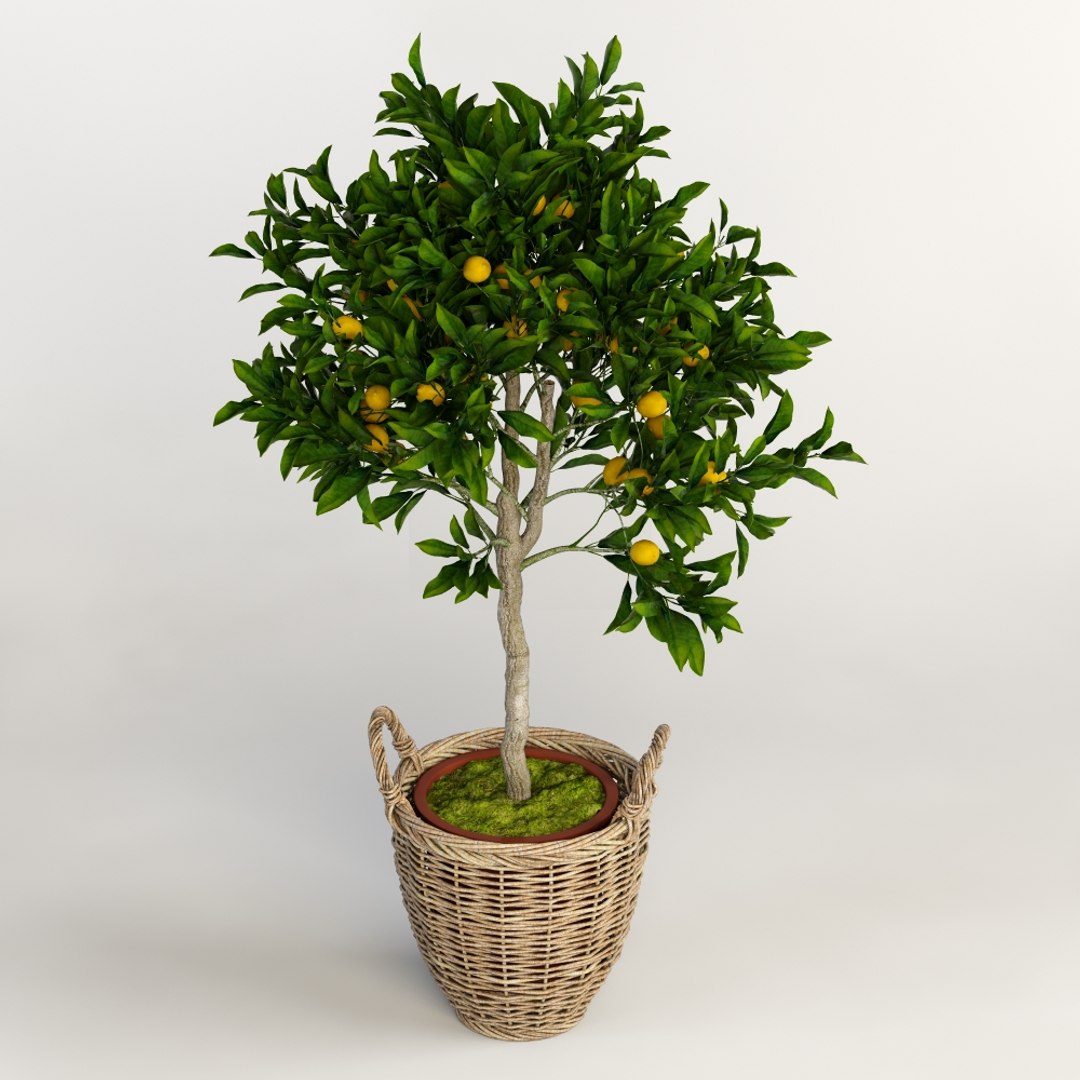3d Lemon Tree Model