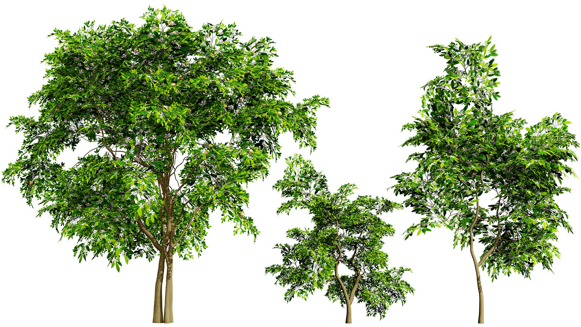3D Model Flanders Giant Medlar Trees 3D - TurboSquid 2395308