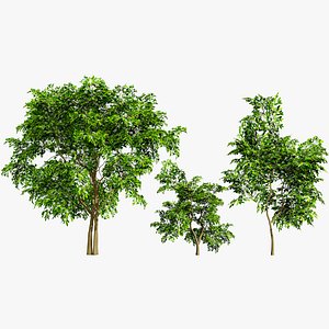 3D model Flanders Giant Medlar Trees 3D