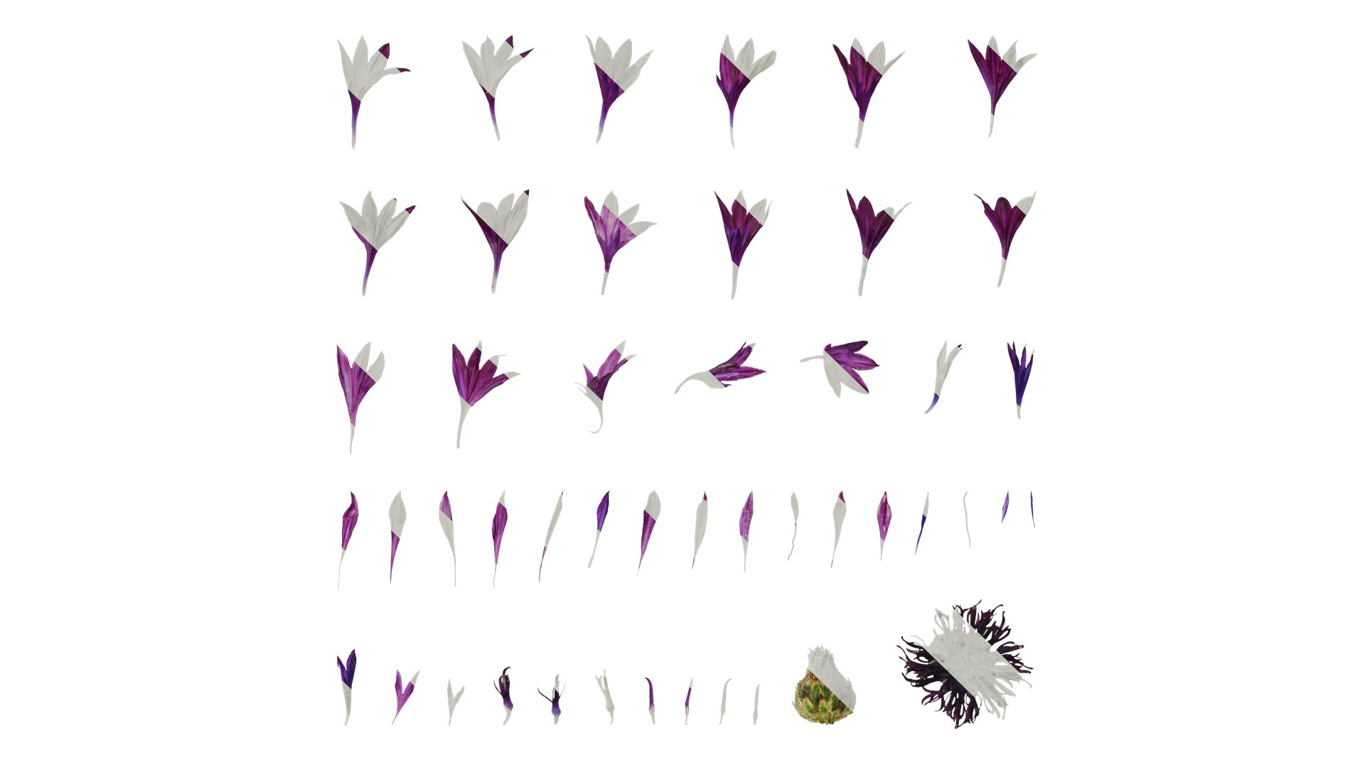 Anydrafts Centaurea Cyanus Flower 04 Textures 3D Model - TurboSquid 2353176