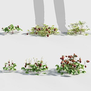 Fragaria - Strawberry 3D model