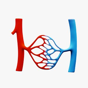 3D Blood Vessel Anatomy