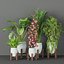 3D indoor plants collection vol 53 model