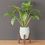 3D indoor plants collection vol 53 model