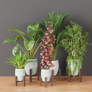 3D indoor plants collection vol 53 model
