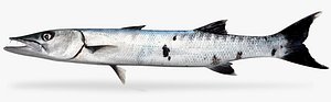 Barracuda
