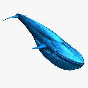 Blue Whale