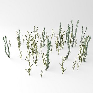Pond weed model