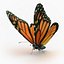 Monarch Butterfly