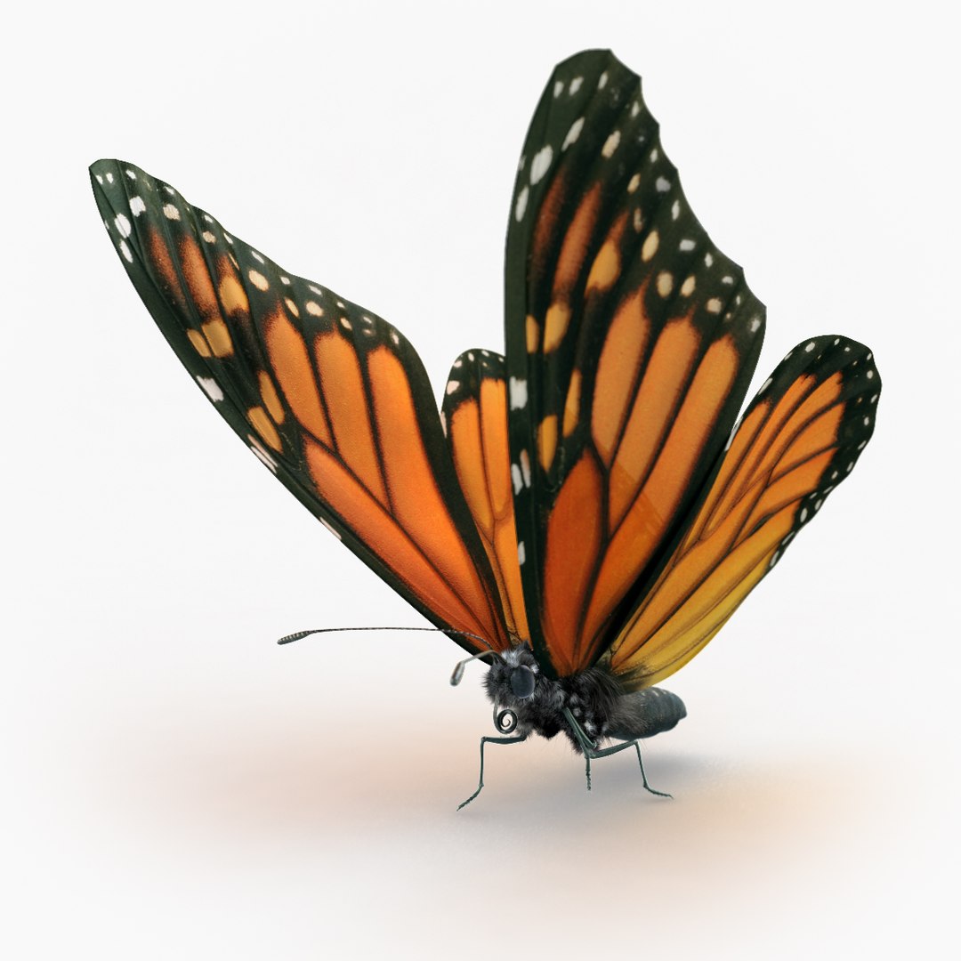 Monarch Butterfly Max