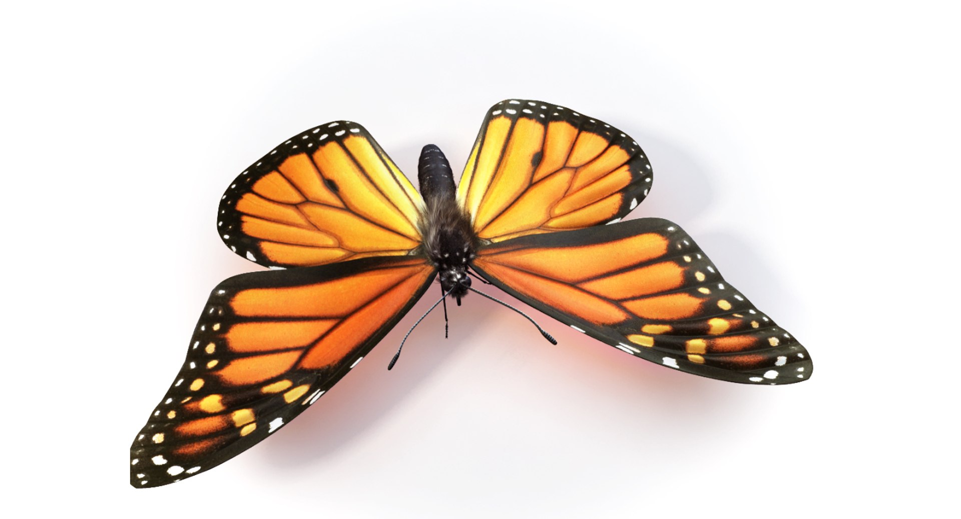 Monarch Butterfly Max