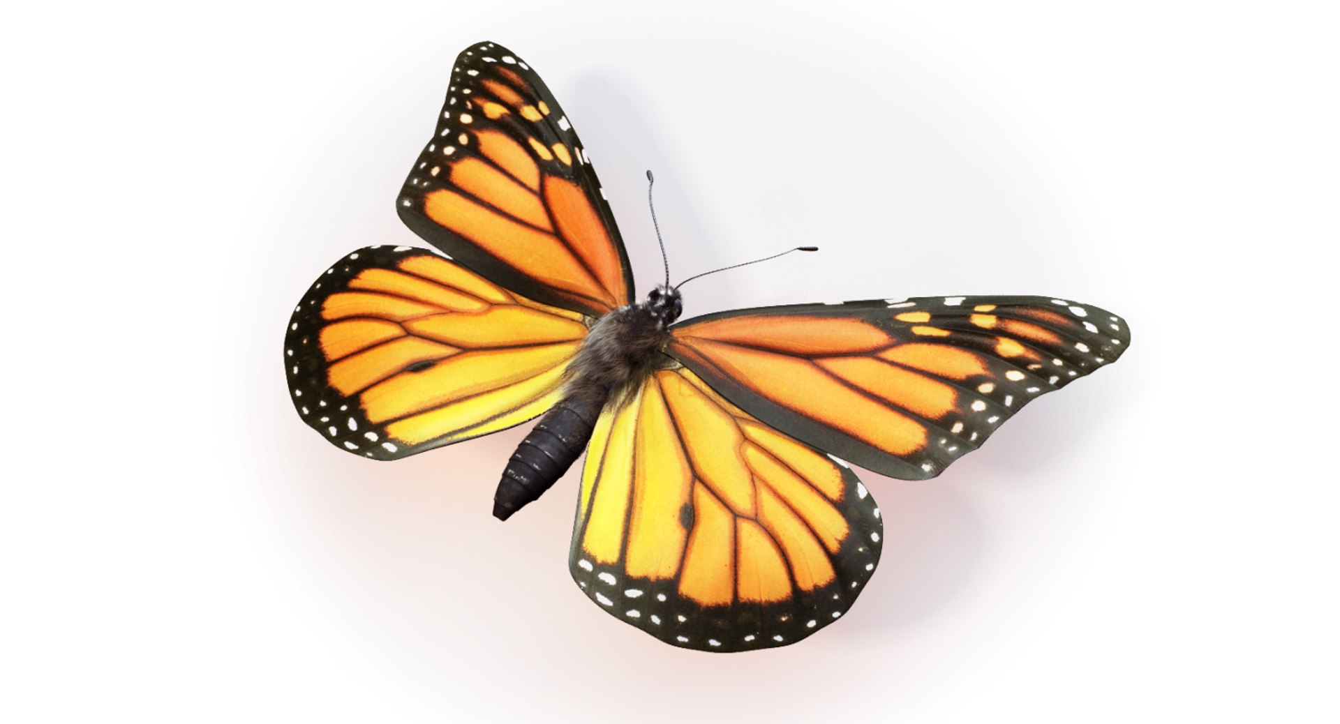 Monarch Butterfly Max