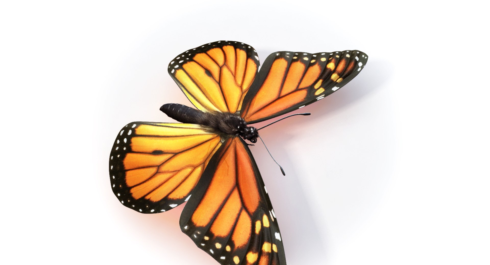 Monarch Butterfly Max