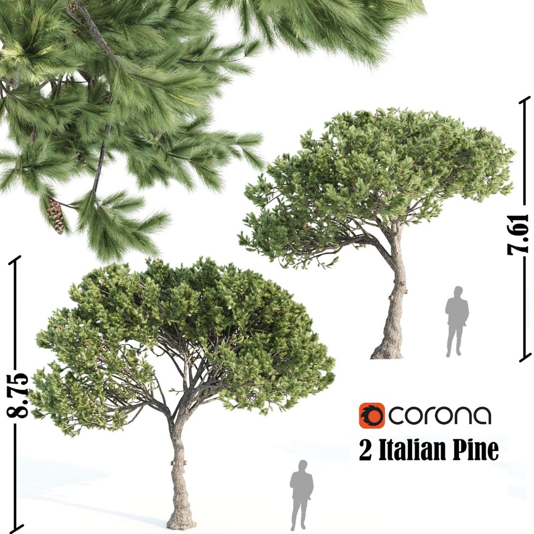 3D model Two Italian Pine Trees - TurboSquid 2129114