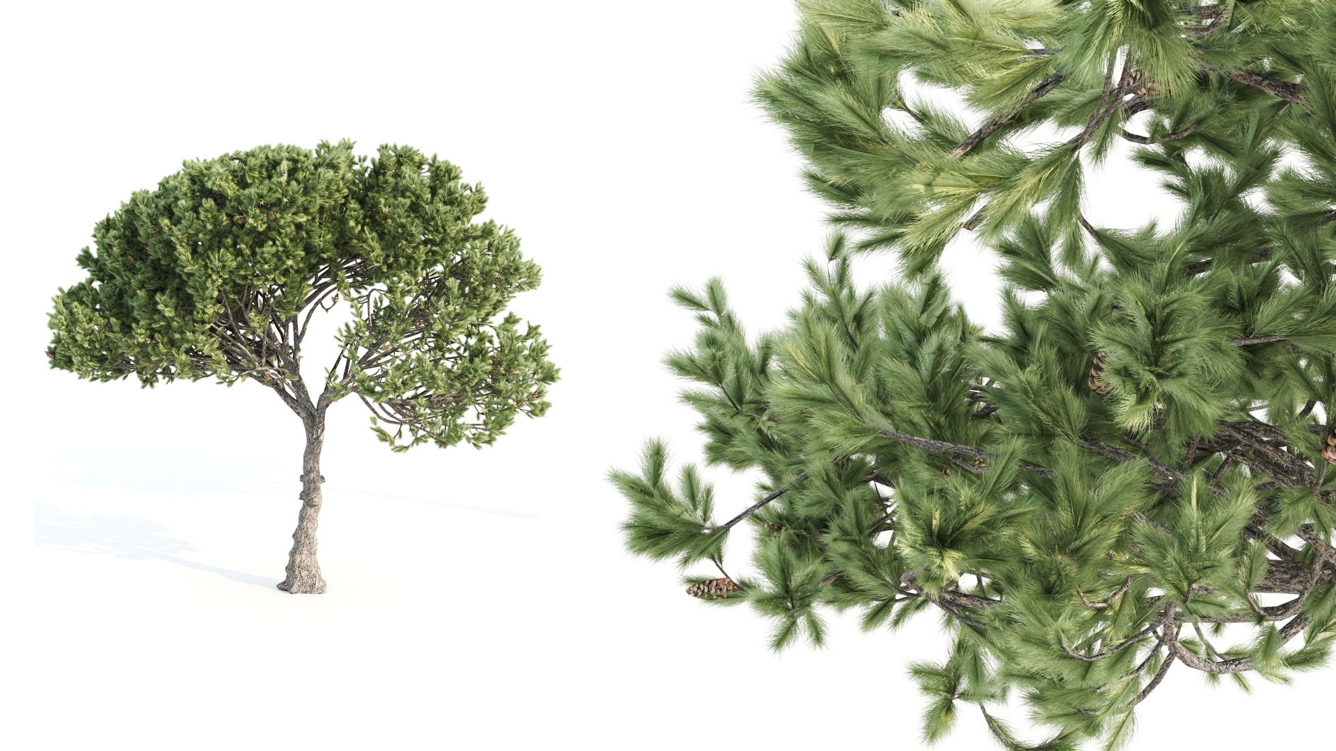 3D model Two Italian Pine Trees - TurboSquid 2129114