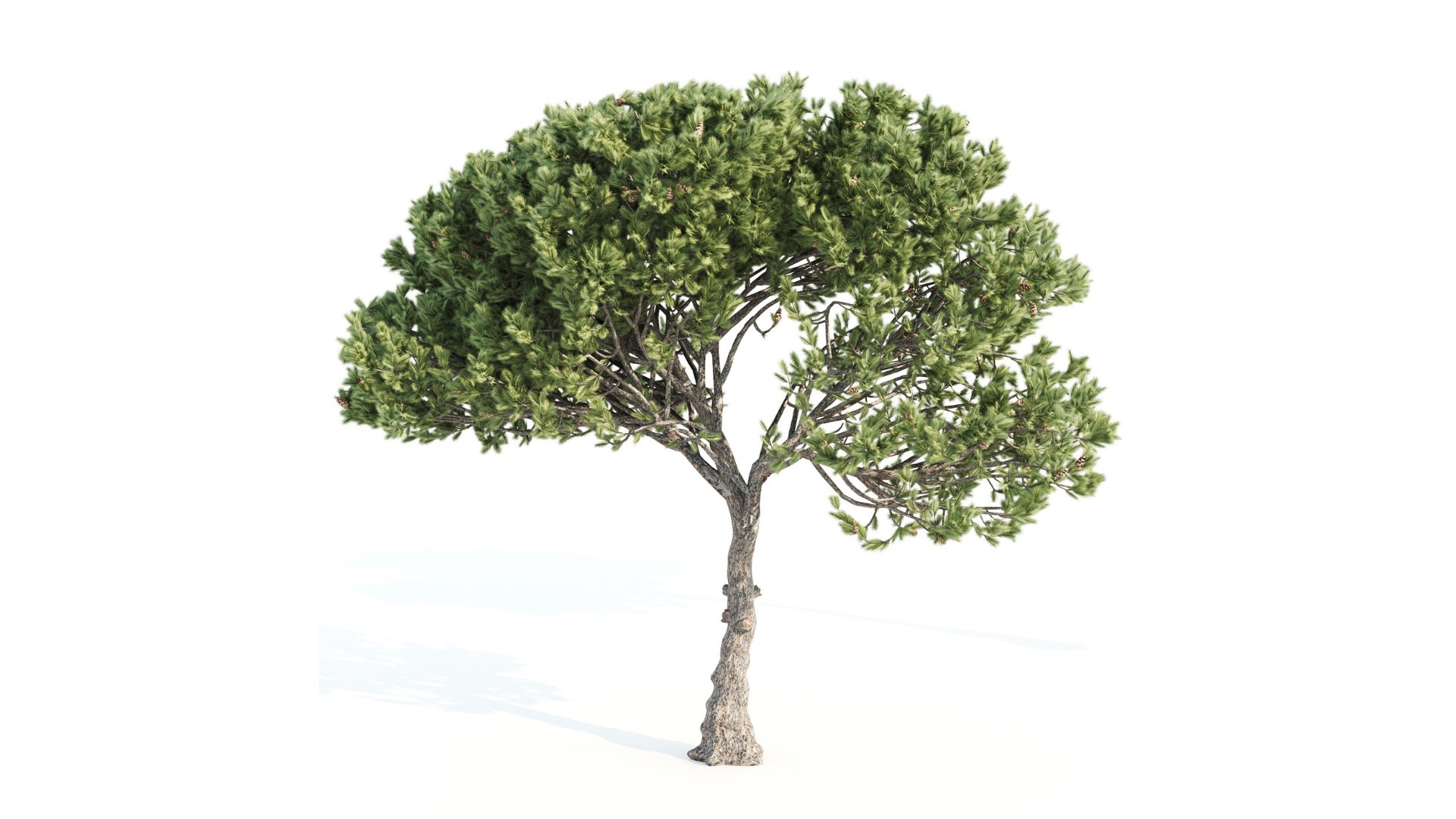 3D model Two Italian Pine Trees - TurboSquid 2129114