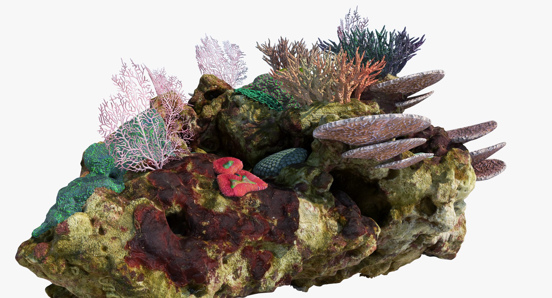 3D Coral Reef Model - TurboSquid 1243686