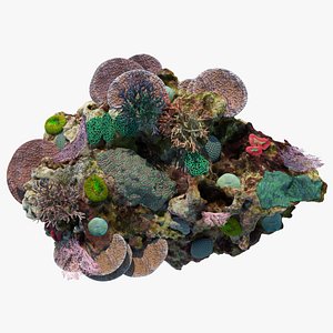 3D coral reef model