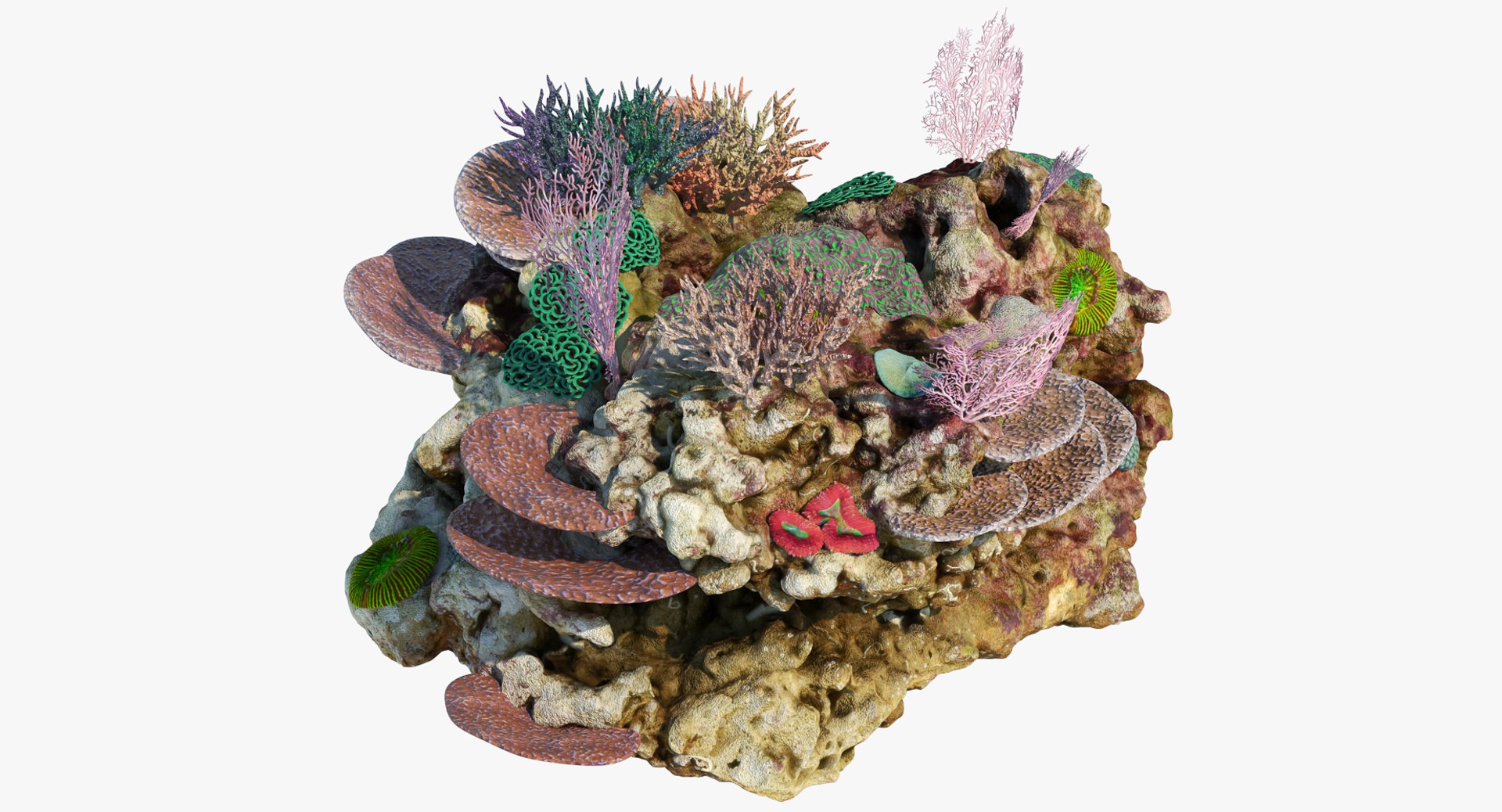 3D Coral Reef Model - TurboSquid 1243686