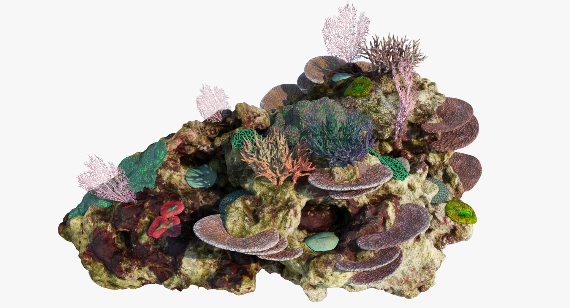 3D Coral Reef Model - TurboSquid 1243686