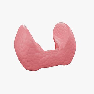 Thyroid Gland