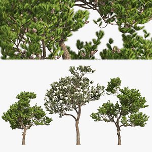 Winter Summer stone pine trees model