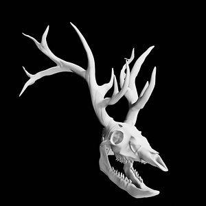 3D Deer Skull model