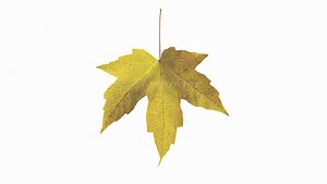 Summer - Autumn Leaves Collection 3D model